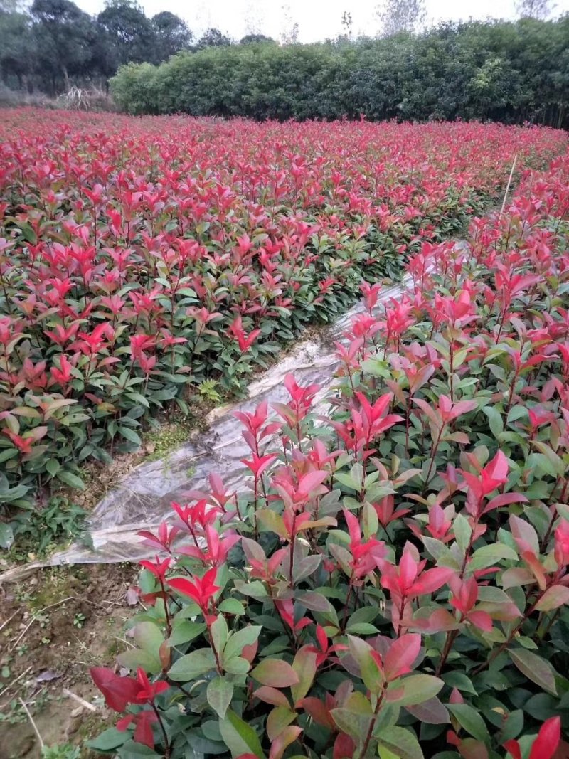 红叶石楠苗，品质好，价格低，成活率高。量大价格优惠。