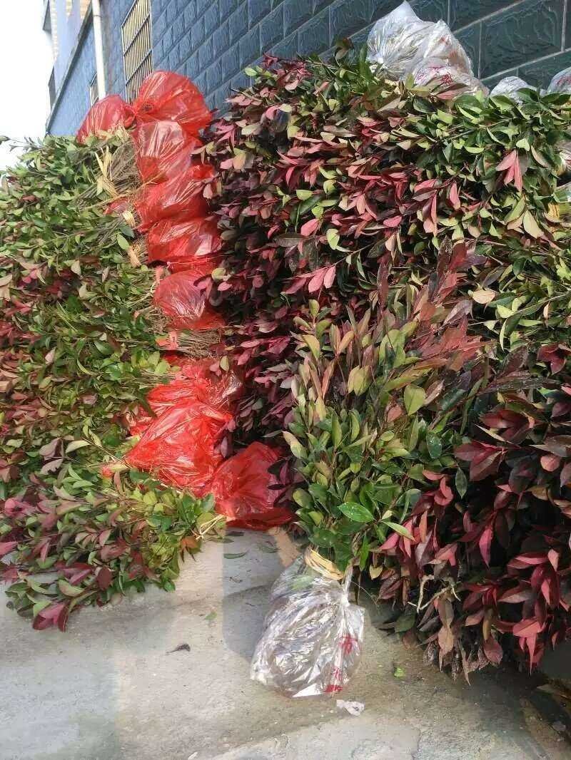 红叶石楠苗，品质好，价格低，成活率高。量大价格优惠。