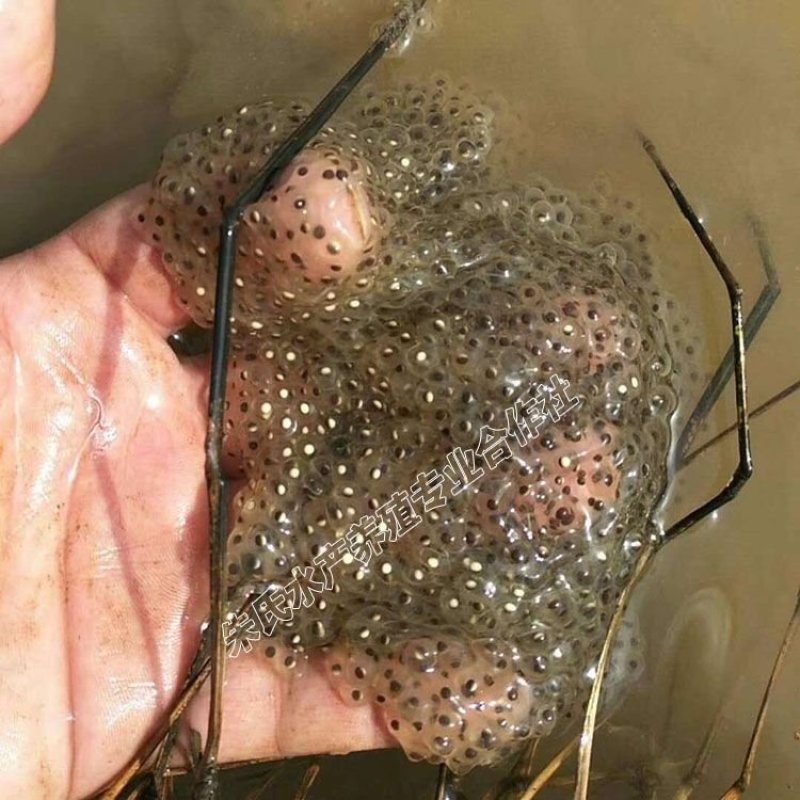 青蛙苗卵块批发田鸡青蛙卵免费提供技术