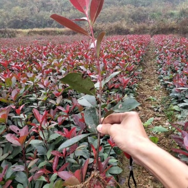 红叶石楠苗，品质好，价格低，成活率高。量大价格优惠。