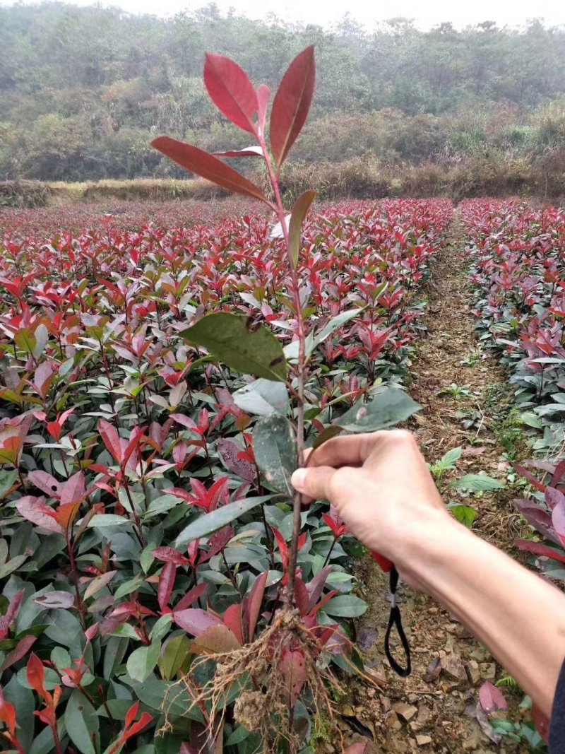 红叶石楠苗，品质好，价格低，成活率高。量大价格优惠。