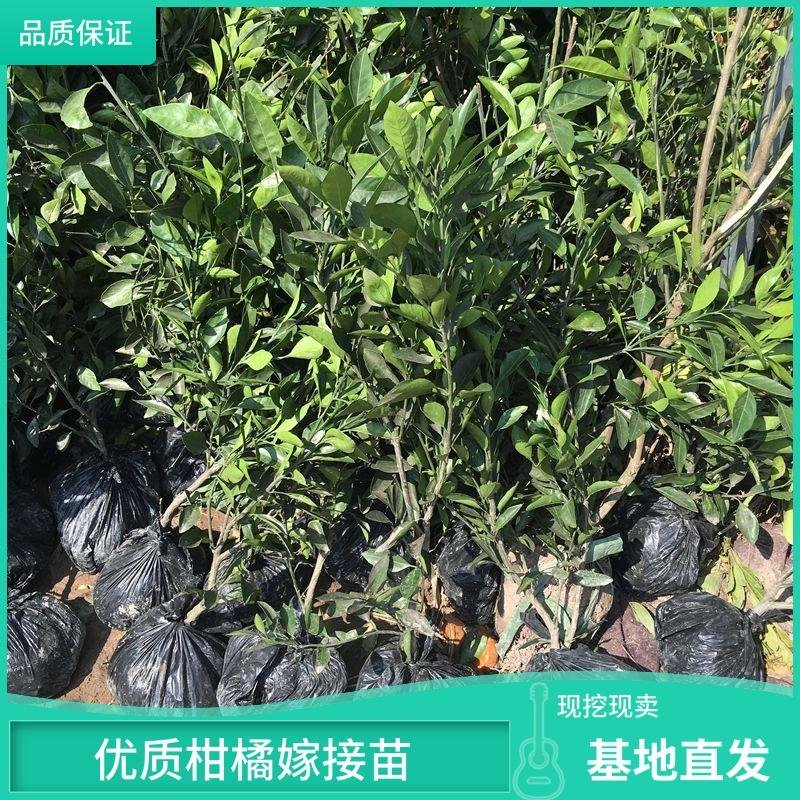 桔子树嫁接苗爱媛38耙耙柑丑柑椪柑血橙基地发货品质保证