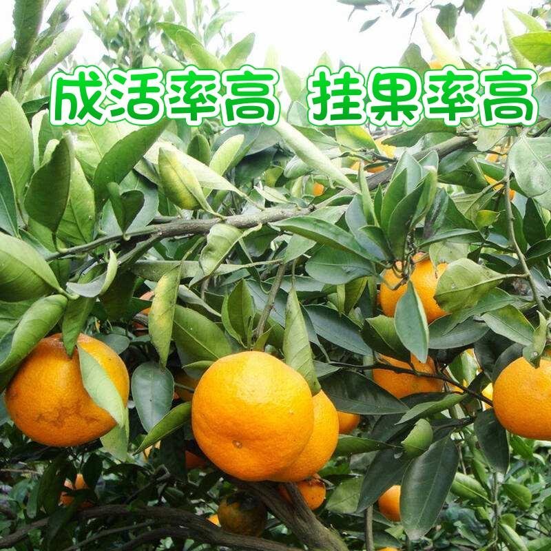 桔子树嫁接苗爱媛38耙耙柑丑柑椪柑血橙基地发货品质保证