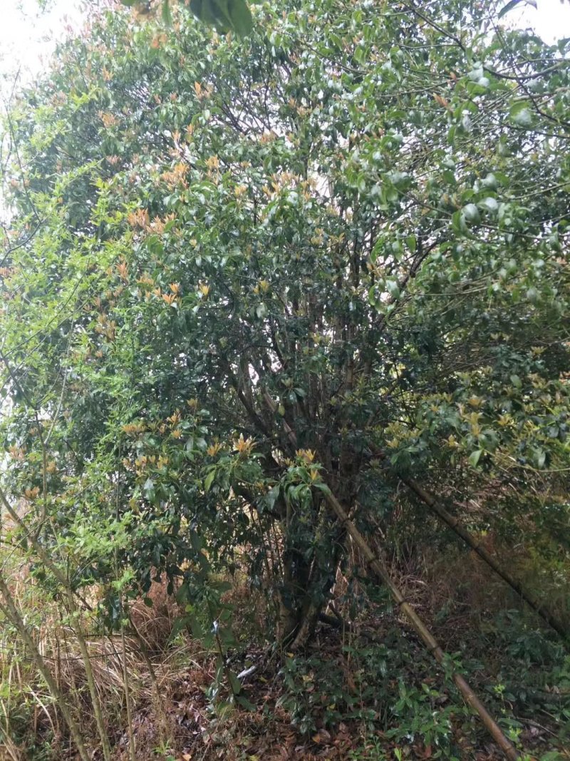 桂花树，九江诚信苗木欢迎全国各地老板来电咨询。