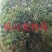 桂花树，九江诚信苗木欢迎全国各地老板来电咨询。