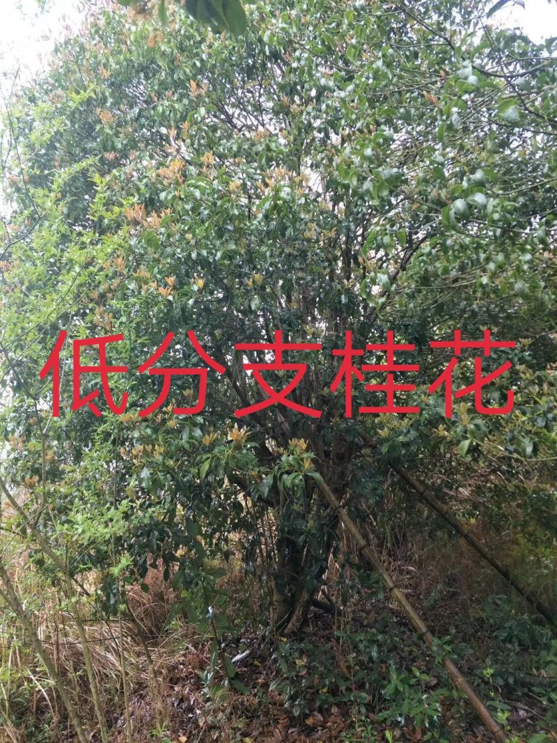 桂花树，九江诚信苗木欢迎全国各地老板来电咨询。