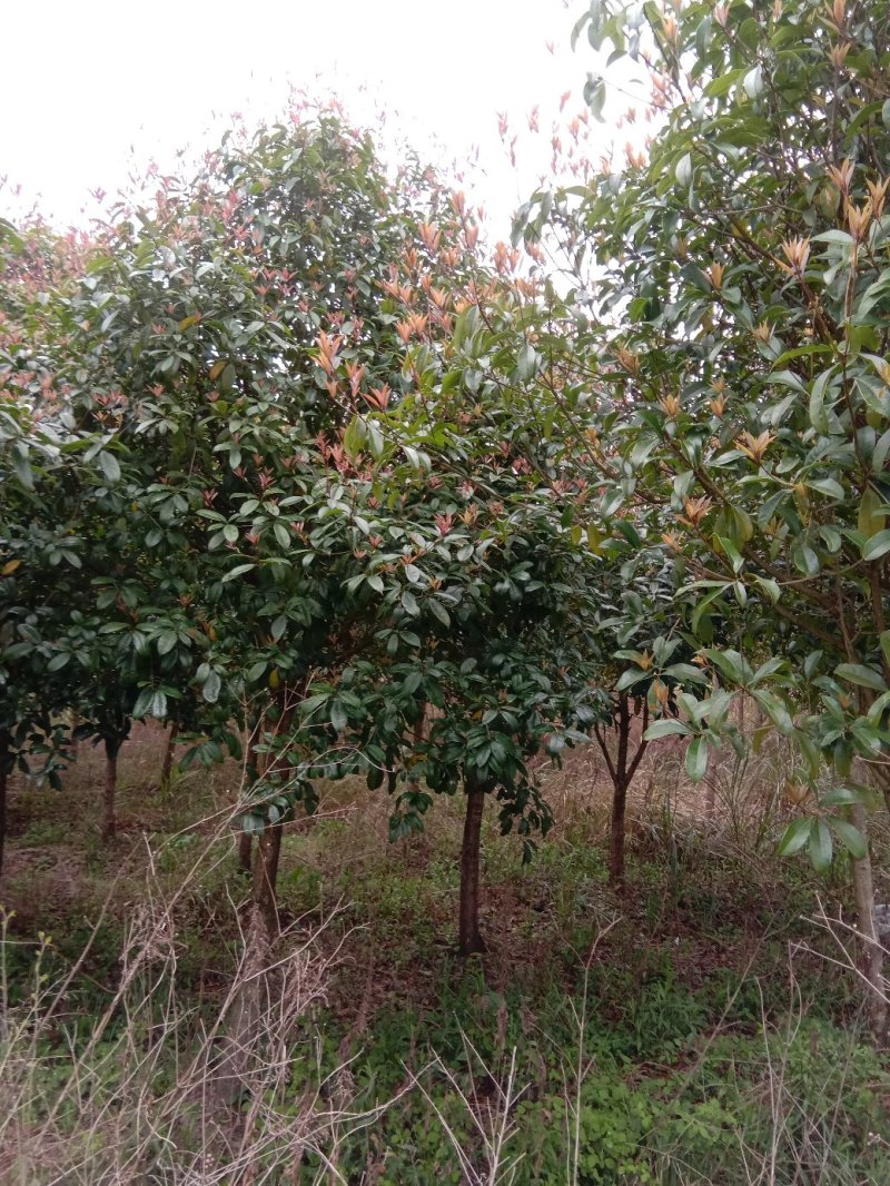 桂花树，九江诚信苗木欢迎全国各地老板来电咨询。