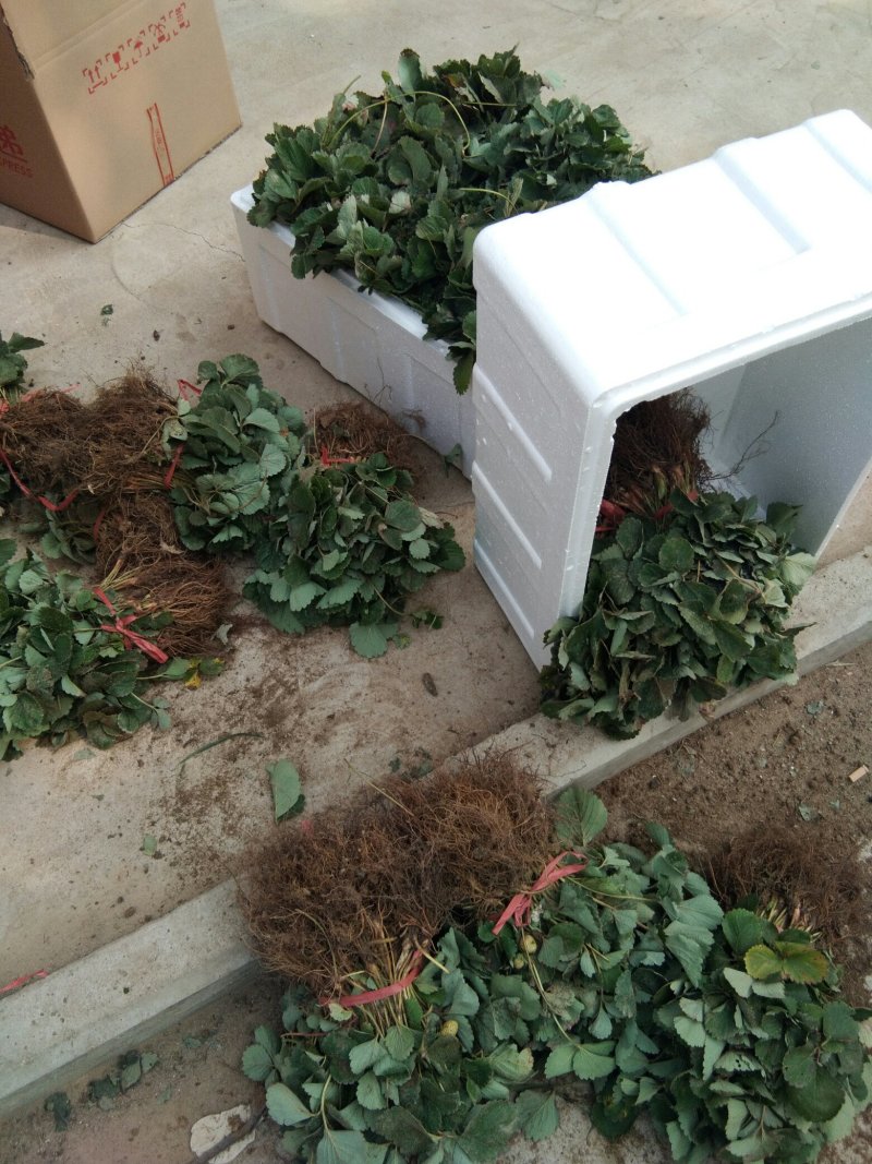 草莓苗，红宝草莓苗，四季草莓苗，草莓苗育苗基地，包品种