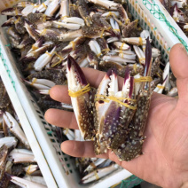 产地直销麻辣海鲜梭子蟹脚冰鲜蟹钳冷冻蟹腿醉蟹钳