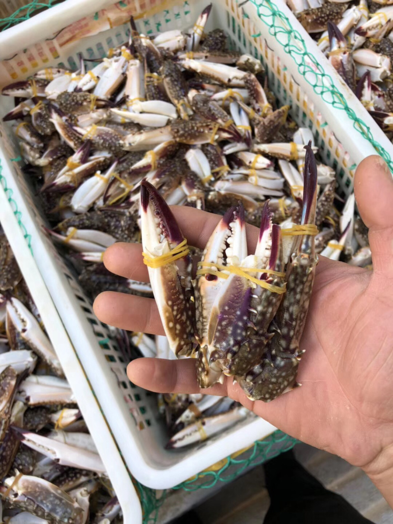 产地直销麻辣海鲜梭子蟹脚冰鲜蟹钳冷冻蟹腿醉蟹钳