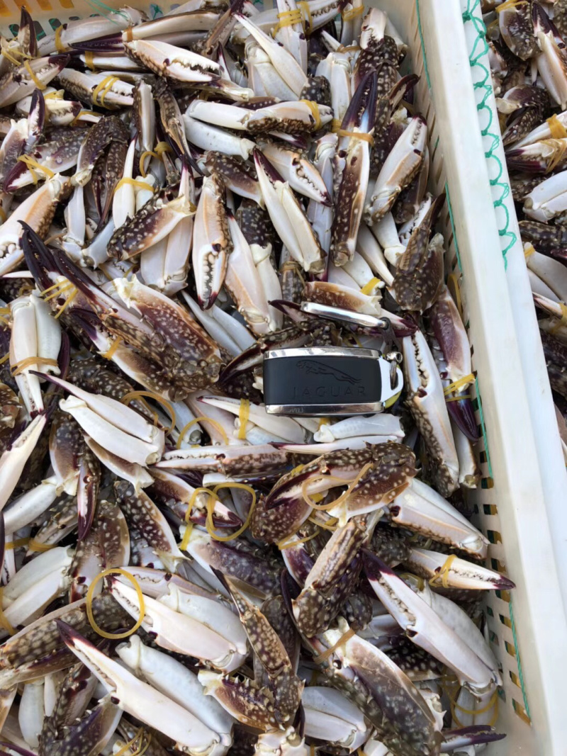 产地直销麻辣海鲜梭子蟹脚冰鲜蟹钳冷冻蟹腿醉蟹钳