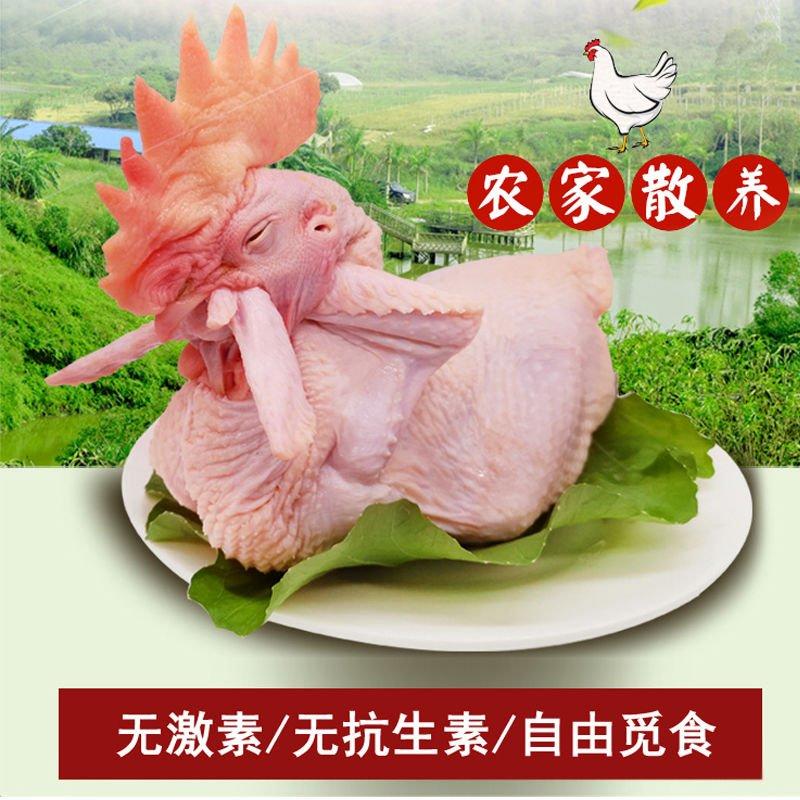 【售活鸡】农家散养活公鸡大公鸡现杀土公鸡走地鸡草鸡土鸡老