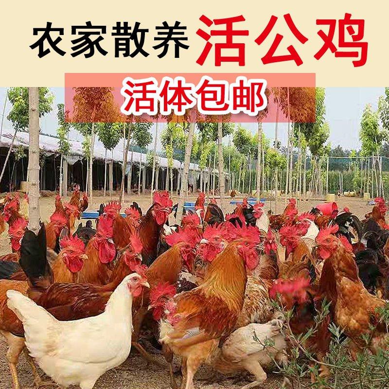 【售活鸡】农家散养活公鸡大公鸡现杀土公鸡走地鸡草鸡土鸡老
