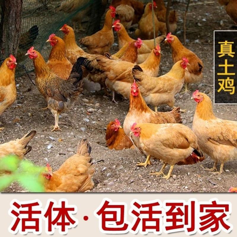 【售活鸡】散养活活母鸡土鸡老母鸡土鸡笨鸡嫩鸡草鸡走地鸡