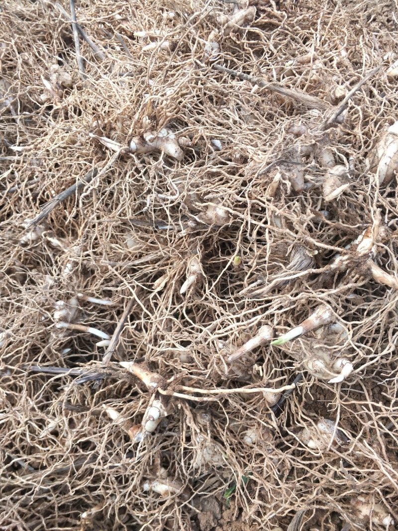 白芨紫花三叉白芨大白芨无黑果大量供应