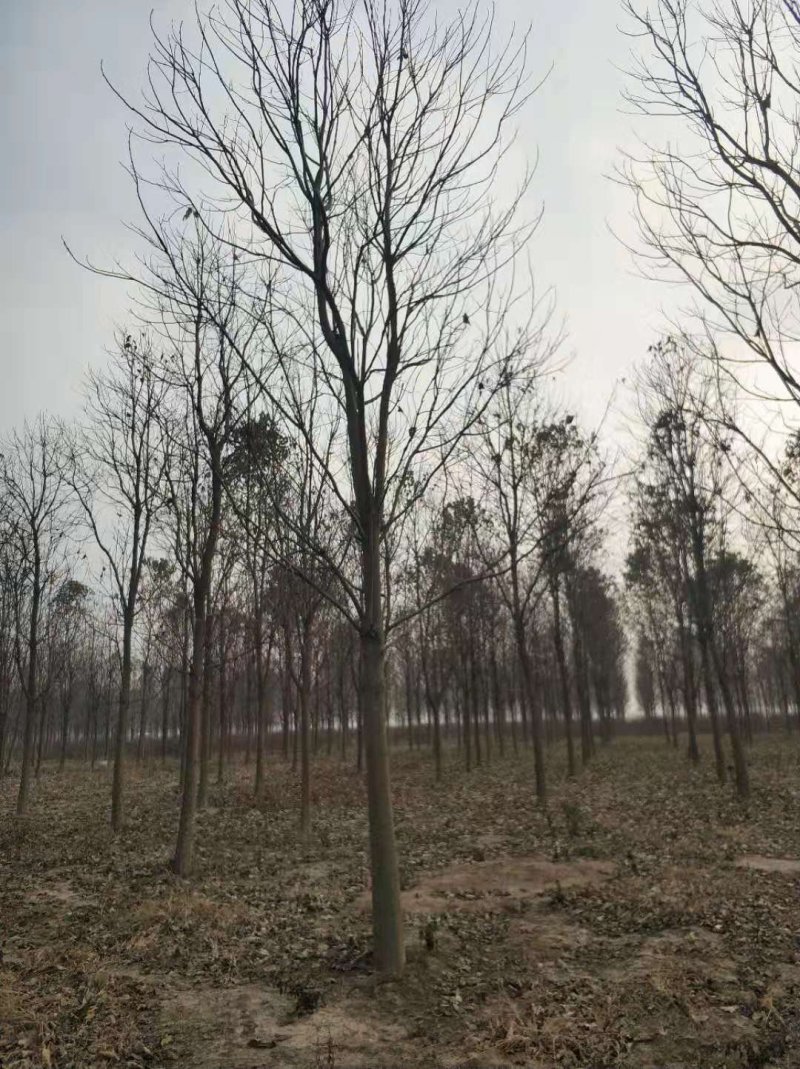 自家苗圃精品楸树，欢迎选购