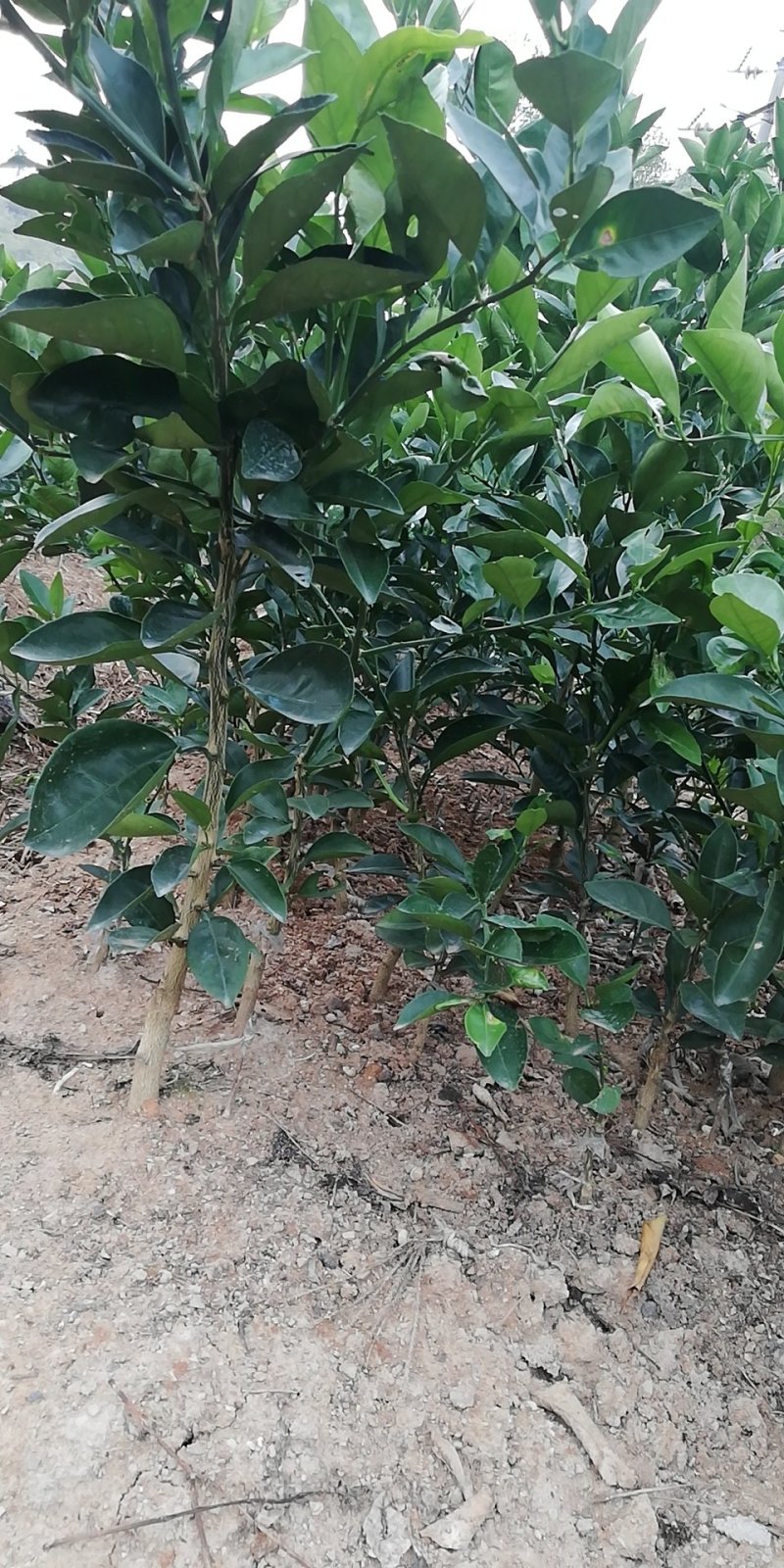 纽荷尔脐橙苗品种纯正包邮免费枝术支持
