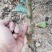 纽荷尔脐橙苗品种纯正包邮免费枝术支持