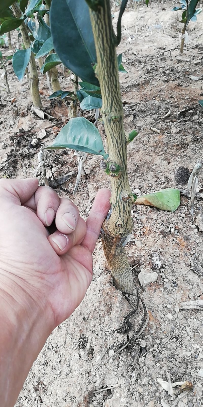 纽荷尔脐橙苗品种纯正包邮免费枝术支持