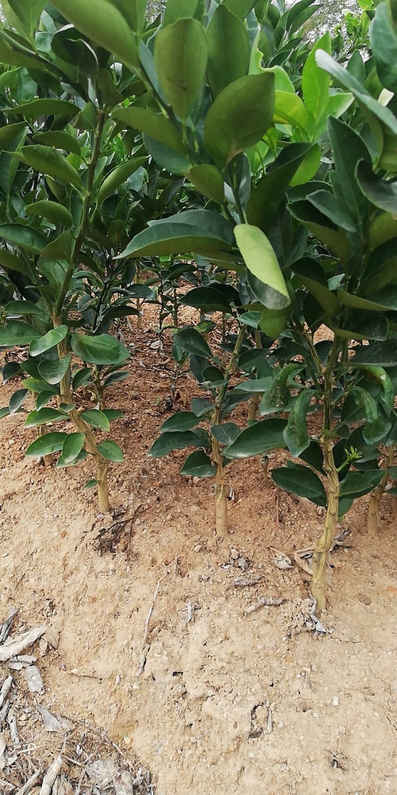 纽荷尔脐橙苗品种纯正包邮免费枝术支持