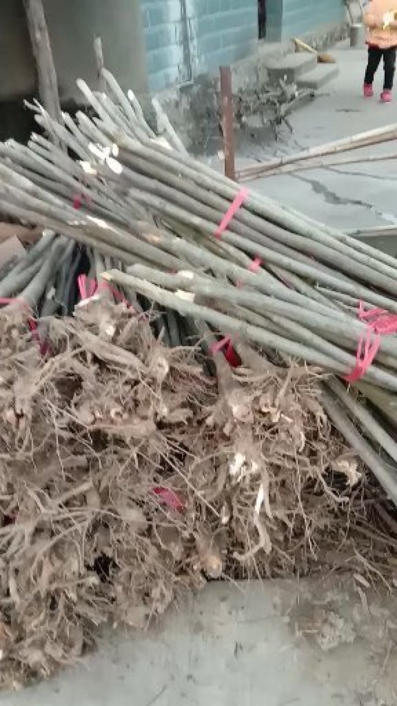 栾树苗，九江诚信苗木欢迎全国各地老板来电咨询。