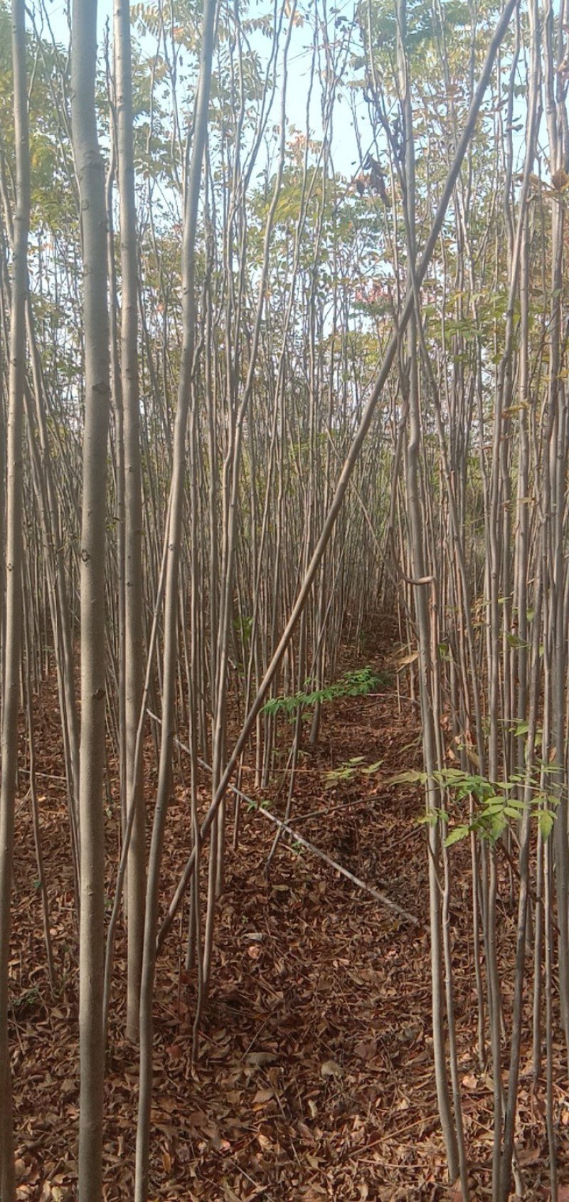 栾树苗，九江诚信苗木欢迎全国各地老板来电咨询。