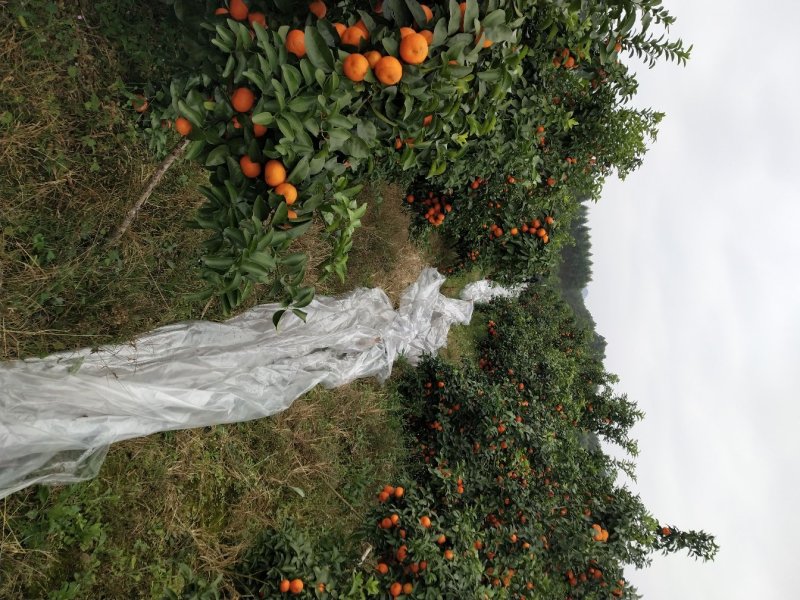 广西柳江沙糖桔大量上市，细皮光滑起砂好，口感纯甜