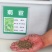 菊苣种子多年生4斤/亩（包衣）春夏秋均可播种包邮