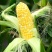 云南高山水果玉米净重4支装250g起当日摘当天发2斤