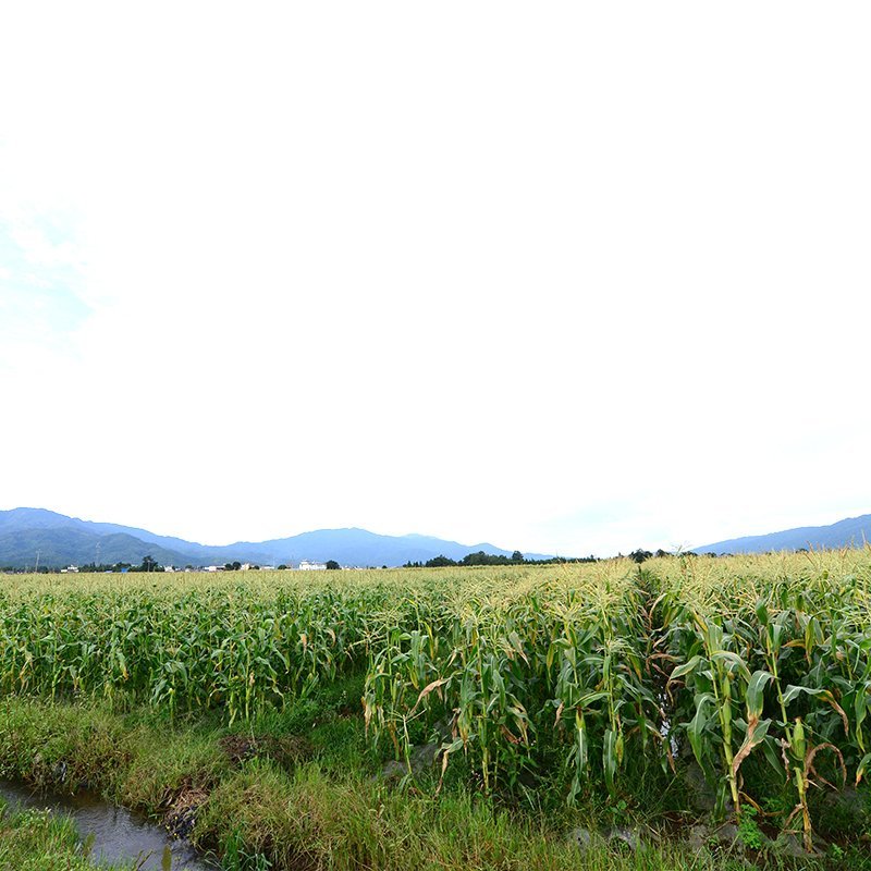 云南高山水果玉米净重4支装250g起当日摘当天发2斤