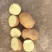 新土豆荷兰十五土豆，肥城货，内蒙货，有需要的联系我
