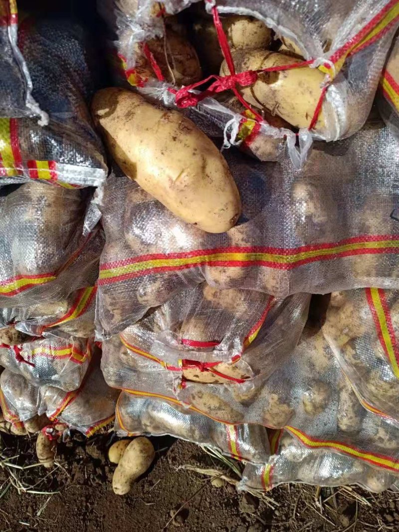 新土豆荷兰十五土豆，肥城货，内蒙货，有需要的联系我