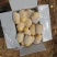 新土豆荷兰十五土豆，肥城货，内蒙货，有需要的联系我