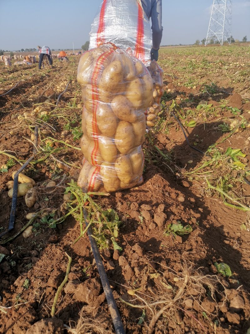 新土豆荷兰十五土豆，肥城货，内蒙货，有需要的联系我