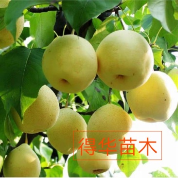 【秋月梨树苗】外观美丽，内瓤可口，清润解痰。全国包邮。