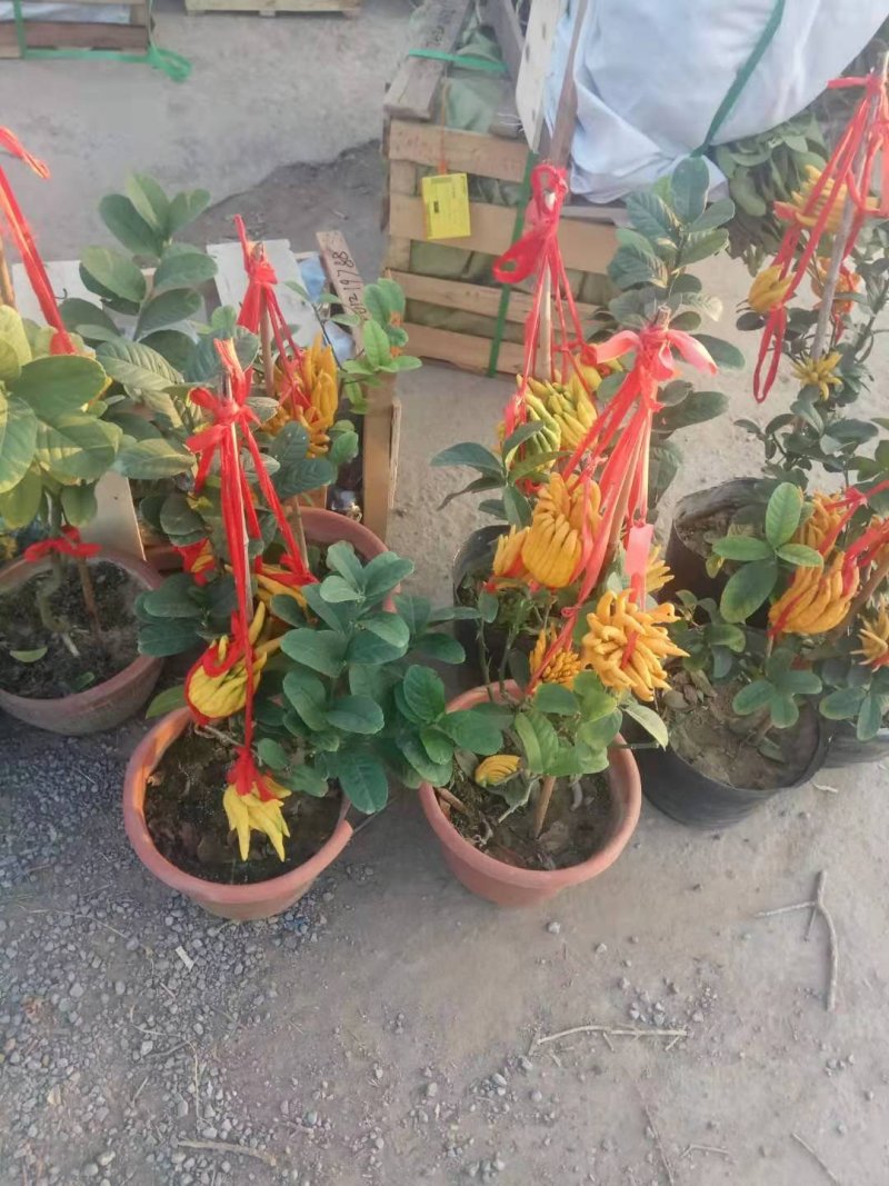【金佛手树苗】可当年结果，盆栽地栽都可以，送种植技术