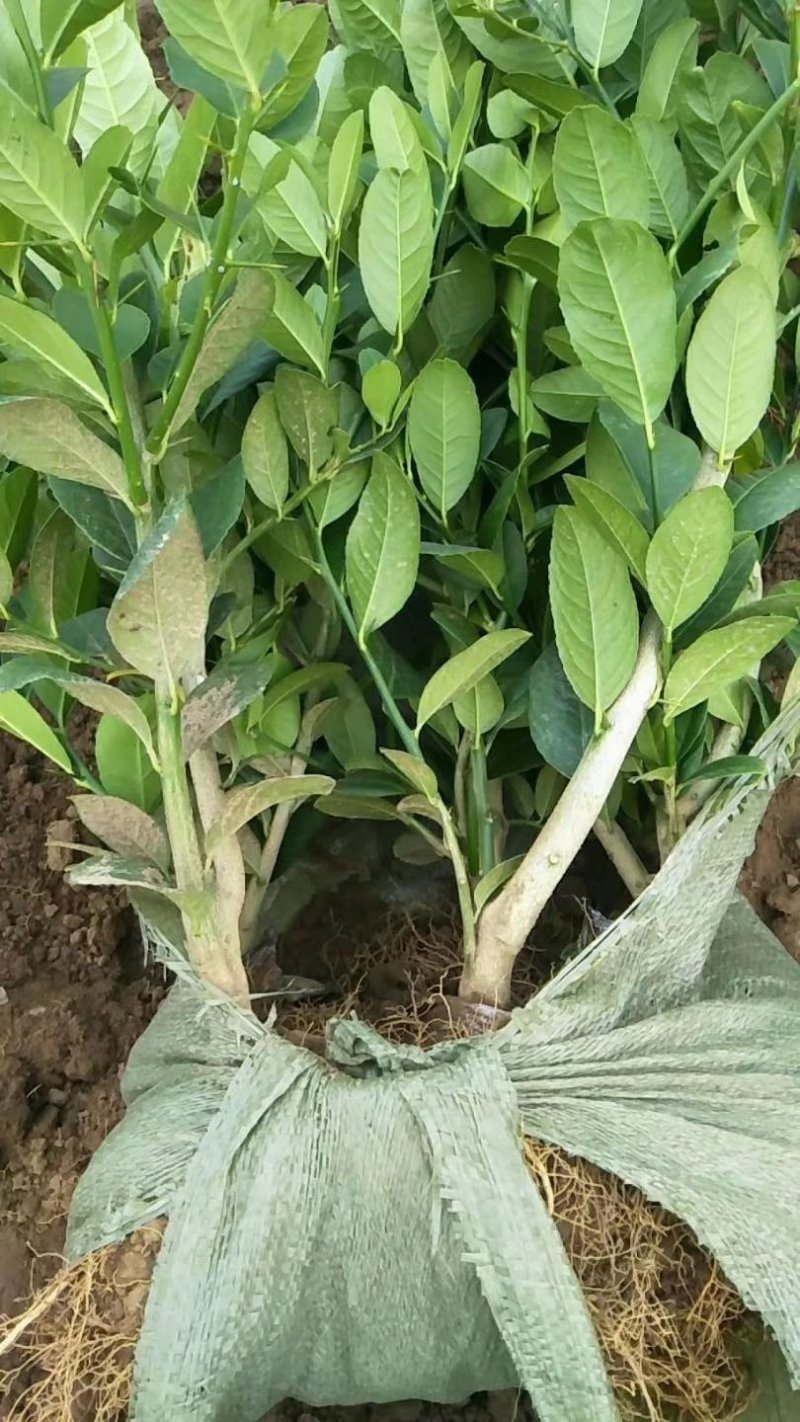 【金佛手树苗】可当年结果，盆栽地栽都可以，送种植技术