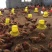 K9肉鸡苗882快大肉鸡苗新广K901鸡苗出壳活苗