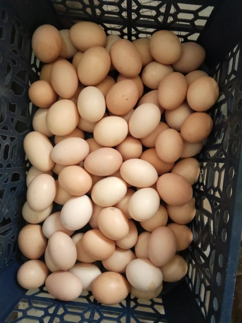 正宗农村土鸡蛋