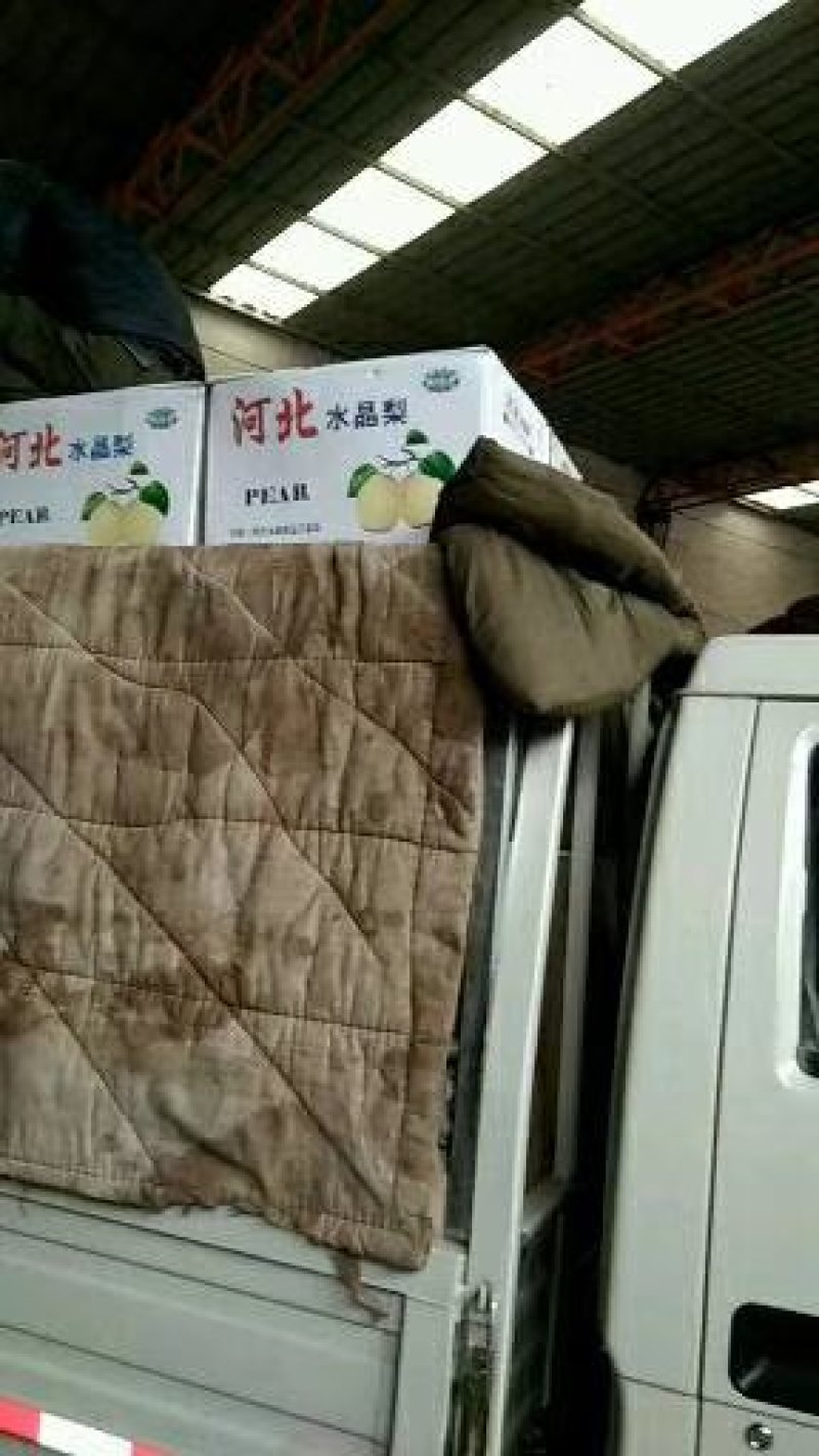 河北省皇冠梨质量好，价格合理，欢迎选购！