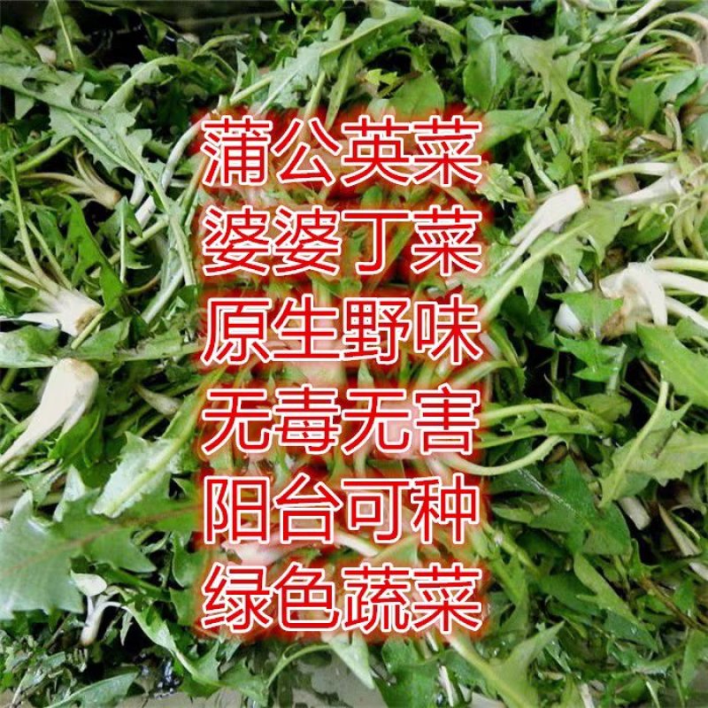 蒲公英种子种籽四季婆婆丁春秋冬季野菜种孑药阳台盆栽蔬菜青