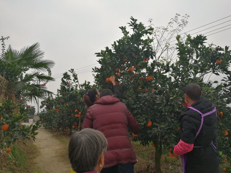 奉节脐橙～伦晚橙鲜橙鲜红多汁，耐储存，春季好果香味浓