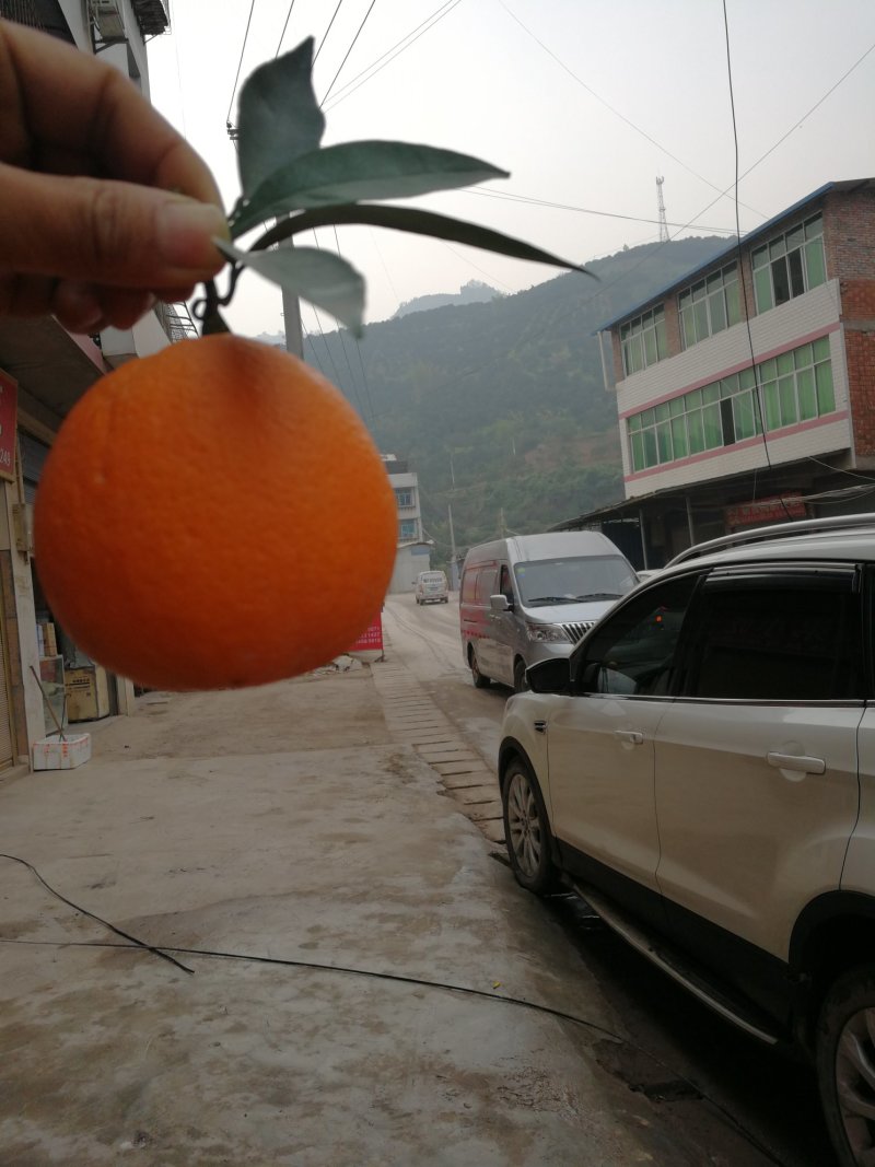 正宗奉节脐橙~鲜橙无污染生态果，有香味的橙子
