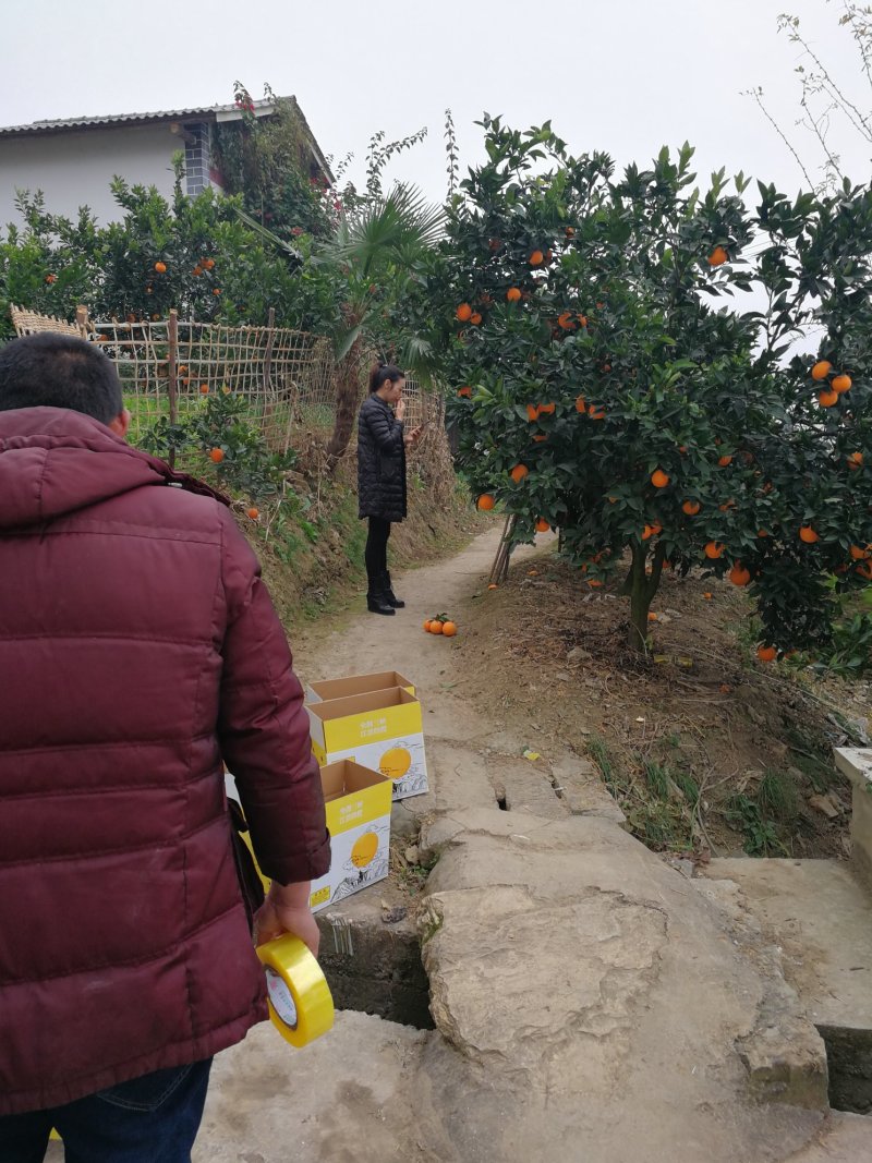 正宗奉节脐橙~鲜橙无污染生态果，有香味的橙子