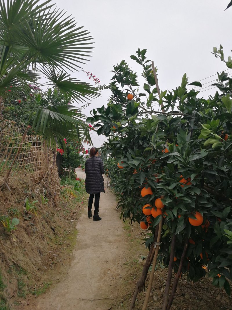 正宗奉节脐橙~鲜橙无污染生态果，有香味的橙子