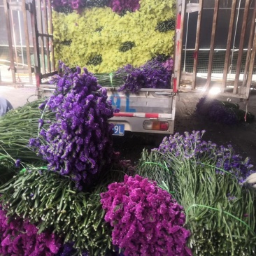 勿忘我水晶草