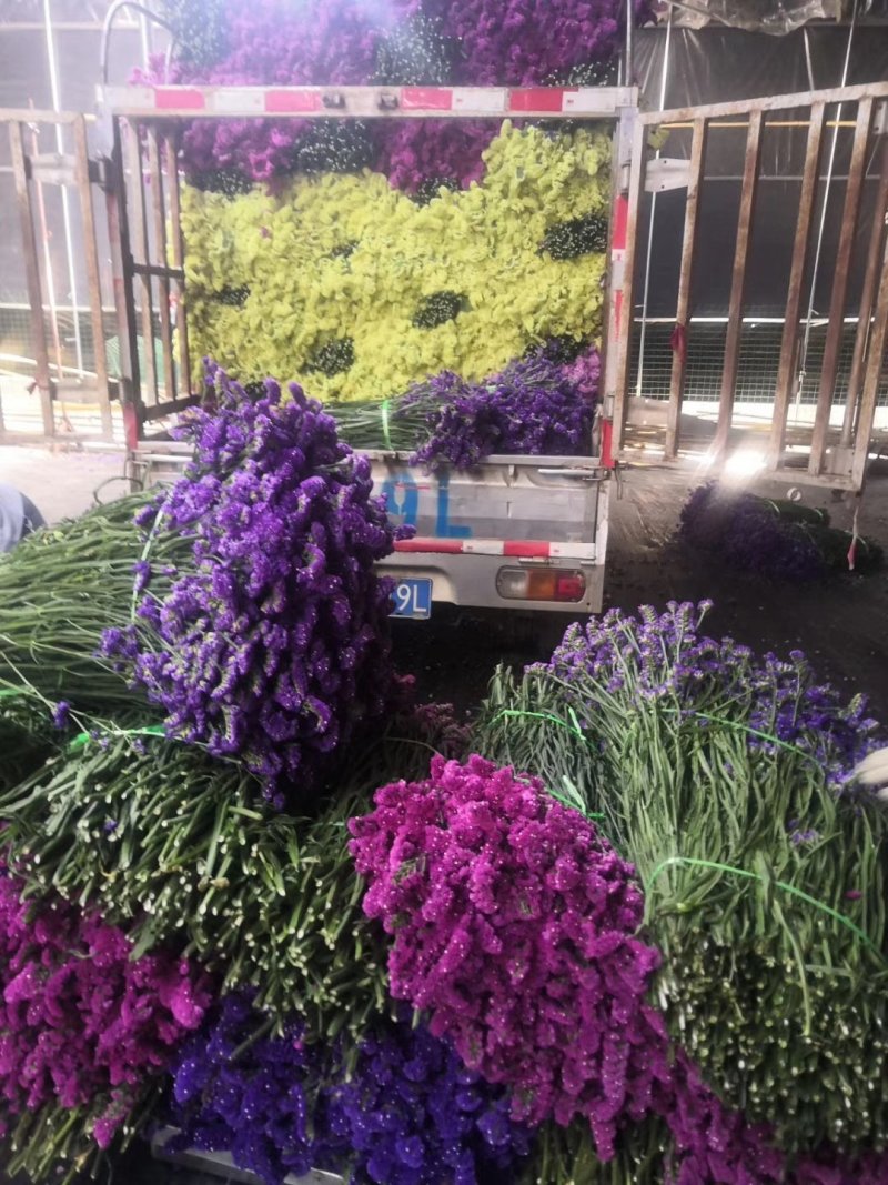 勿忘我水晶草