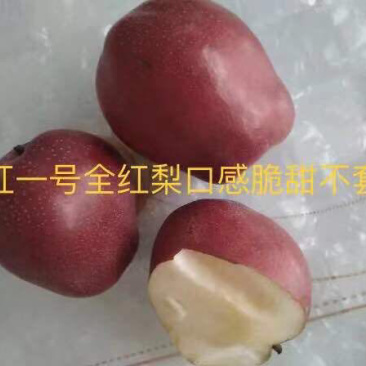 一年生奥红一号全红梨苗，杜梨砧木，1公分起