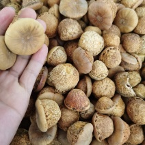 批发风流果，大量批发特级
