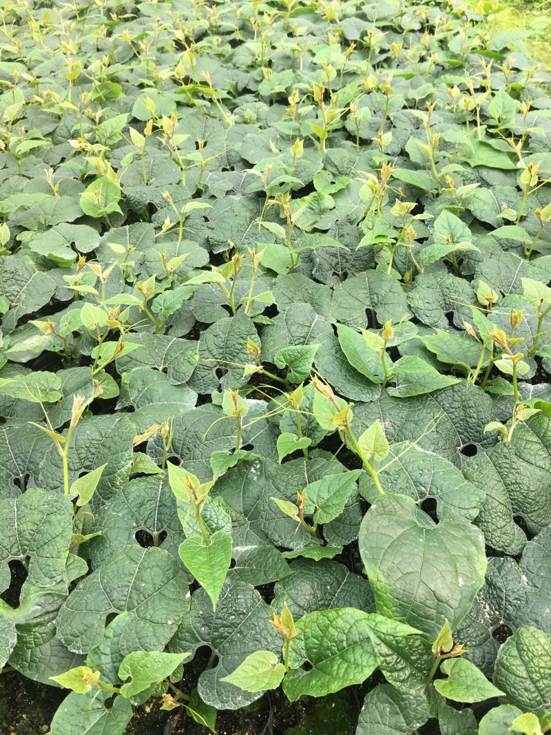 罗汉果优质苗、罗汉果种苗（桂林轶凡农业）